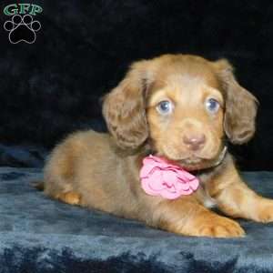 Alice- mini, Dachshund Puppy